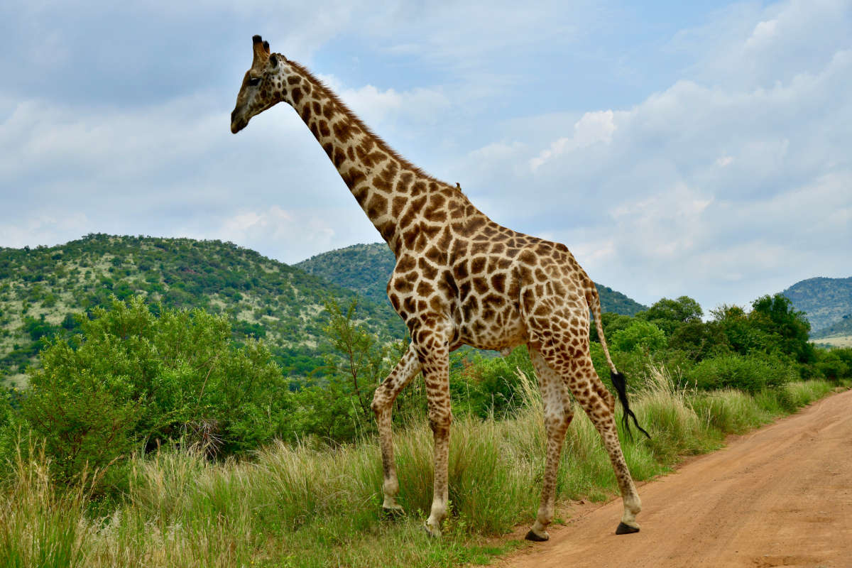 Las maravillosas jirafas - Origens / Orígenes