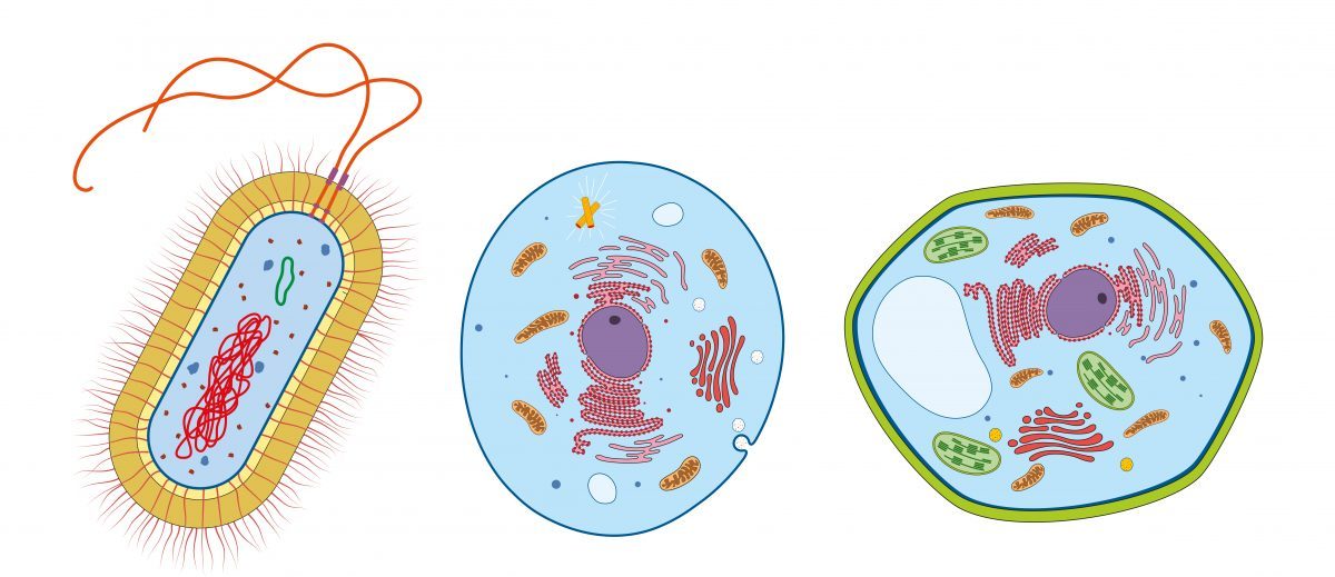 Célula bacteriana, animal y vegetal