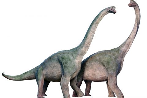 Braquiosaurio